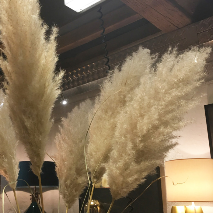 Stelo Cortaderia - immagine 2