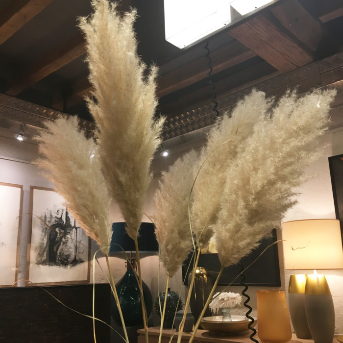 Stelo Cortaderia
