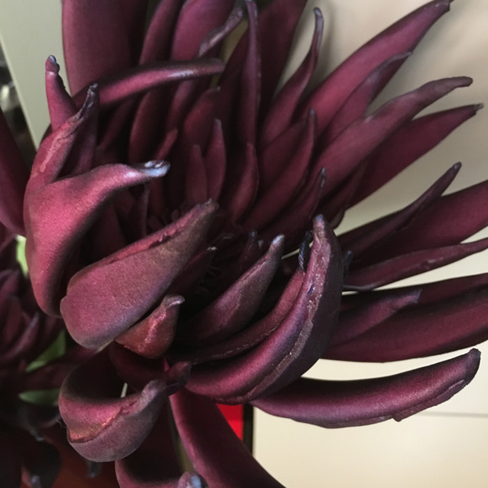 Fiore Lotusa - immagine 3