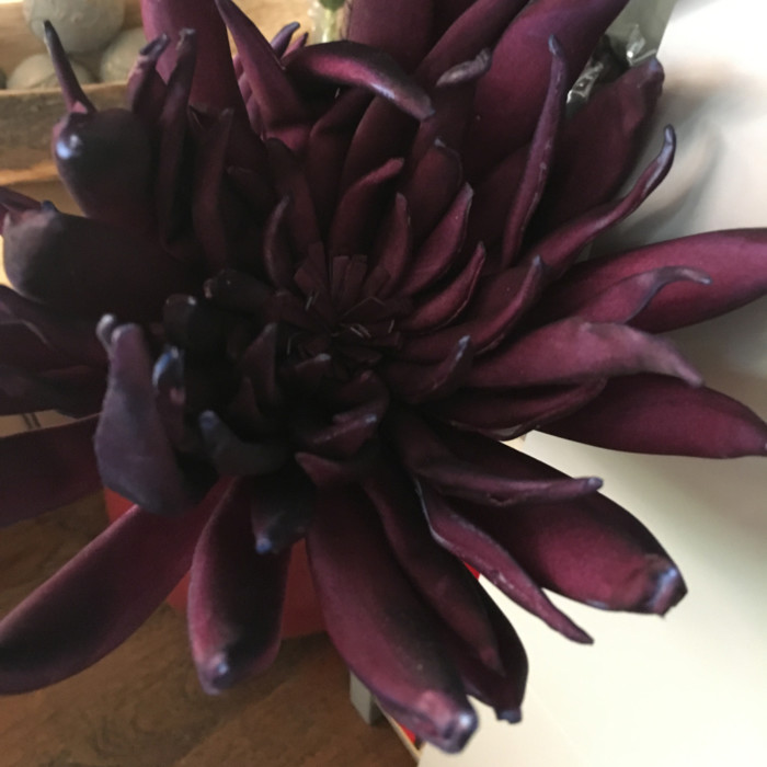 Fiore Lotusa - immagine 2