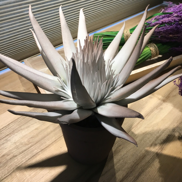 Pianta Ooreka