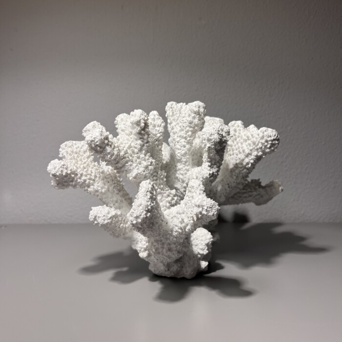 Corallo bianco - immagine 3