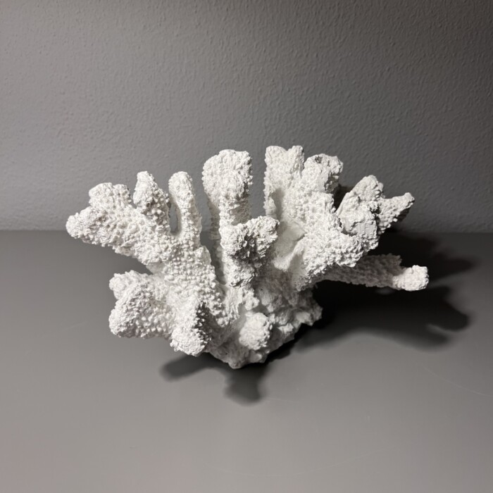 Corallo bianco - immagine 4