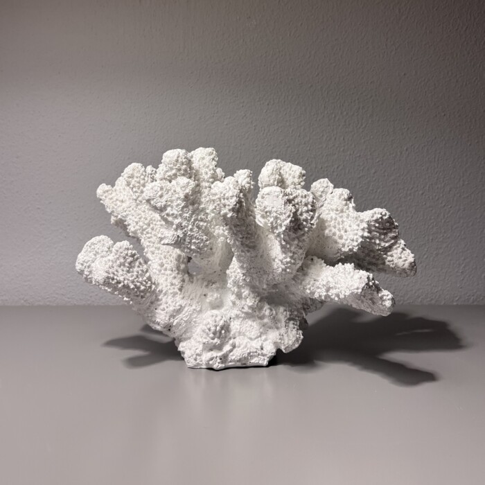 Corallo bianco - immagine 2